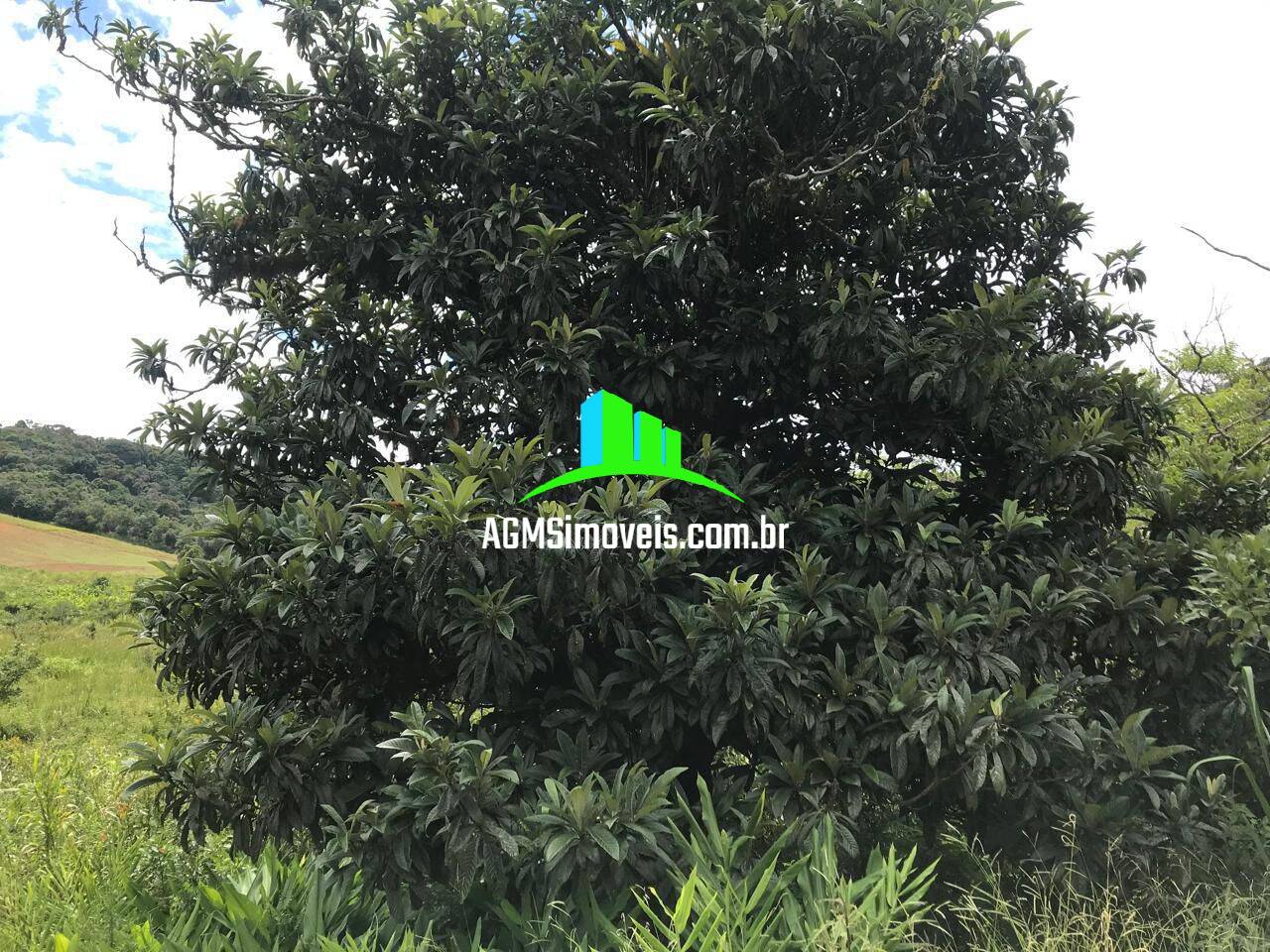 Sítio à venda com 4 quartos, 169400m² - Foto 10
